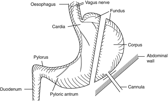 The Work of the Digestive Glands