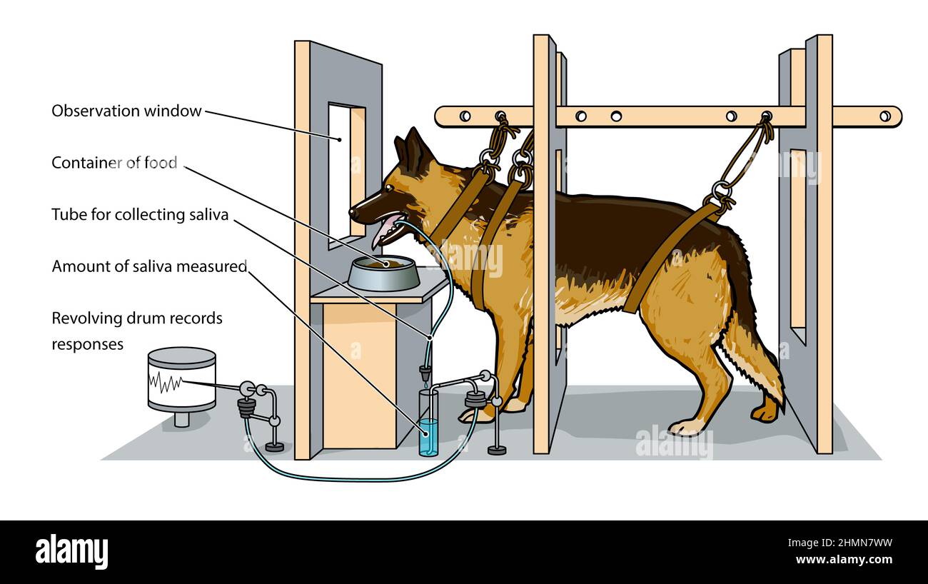 Pavlov's Dog Experiments