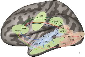 Perception and Visual Processing of Race